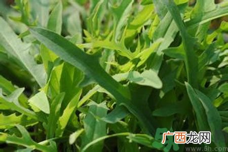 哺乳期可以吃苦菜吗？哺乳期吃苦菜奶水会变苦吗？