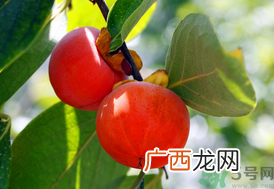 吃柿子会回奶吗？哺乳期吃柿子会回奶吗？