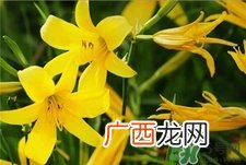 吃黄花菜下奶吗?产妇可以吃黄花菜吗?