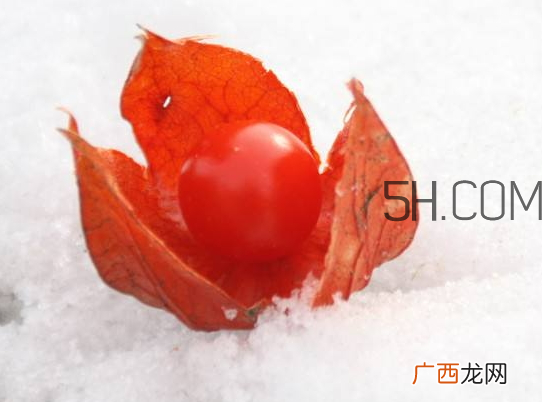 红姑娘宝宝能吃吗 红姑娘宝宝一天吃几个