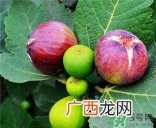 新鲜无花果下奶吗?无花果可以催奶吗?