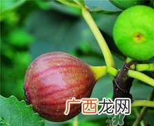 新鲜无花果下奶吗?无花果可以催奶吗?