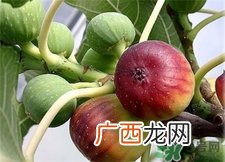 新鲜无花果下奶吗?无花果可以催奶吗?