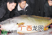 宝宝能吃金钱鳘吗？金钱鳘宝宝吃了好吗？