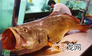宝宝能吃金钱鳘吗？金钱鳘宝宝吃了好吗？