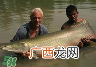宝宝能吃金钱鳘吗？金钱鳘宝宝吃了好吗？