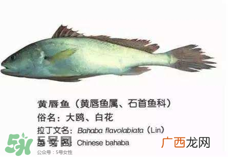 宝宝能吃金钱鳘吗？金钱鳘宝宝吃了好吗？