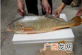 小孩能吃黄唇鱼吗？小孩吃黄唇鱼好吗？