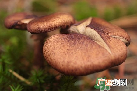 坐月子可以吃香菇吗?坐月子吃香菇好吗