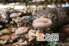 坐月子可以吃香菇吗?坐月子吃香菇好吗