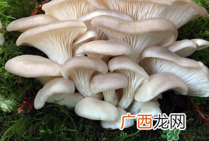 坐月子能吃平菇吗？坐月子能不能吃平菇？