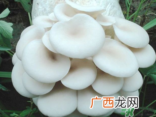 坐月子能吃平菇吗？坐月子能不能吃平菇？