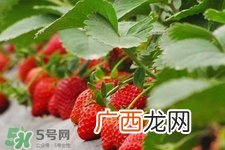 宝宝能吃草莓吗？宝宝吃草莓好吗？