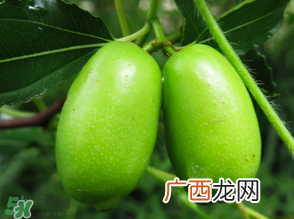 宝宝可以吃青枣吗？宝宝可以多吃青枣吗？