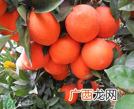 给宝宝吃脐橙好还是血橙好？脐橙好吃还是血橙好吃？