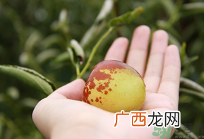 坐月子可以吃鲜枣吗？产妇可以吃鲜枣吗？