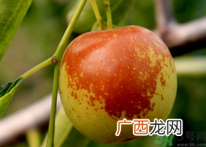 坐月子可以吃鲜枣吗？产妇可以吃鲜枣吗？