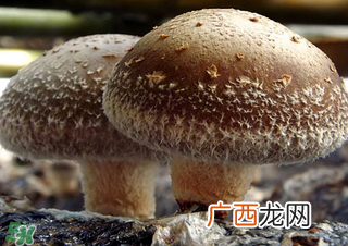一岁宝宝可以吃香菇吗？宝宝多大可以吃香菇？