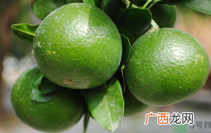 哺乳期可以吃青桔子吗？哺乳期能吃桔子吗？