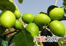 坐月子可以吃青枣吗？坐月子能吃青枣吗？