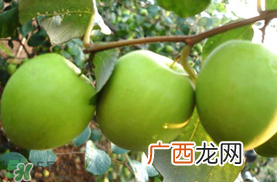 哺乳期可以吃青枣吗？哺乳期能吃青枣吗？