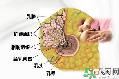 乳汁是怎样形成的？怎样才能让乳汁更多？