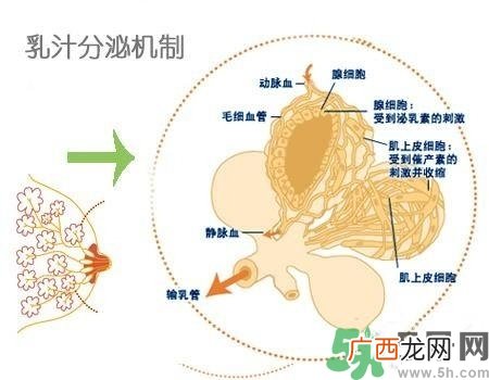乳汁是怎样形成的？怎样才能让乳汁更多？