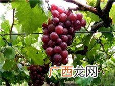 坐月子可以吃葡萄吗?产妇可以吃葡萄吗?