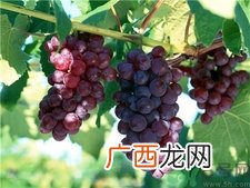 坐月子可以吃葡萄吗?产妇可以吃葡萄吗?