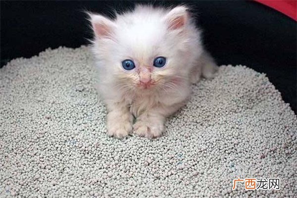 用过的猫砂属于什么垃圾 猫砂怎么垃圾分类