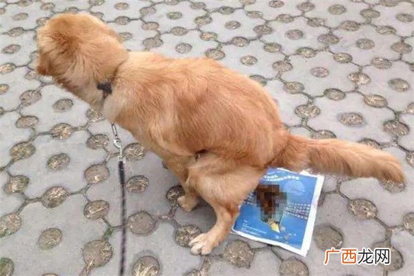 包着狗屎的纸算什么垃圾 包着狗屎的纸怎么扔