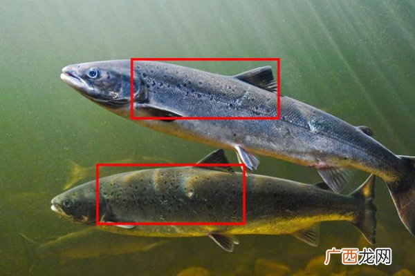 三文鱼野生和人工怎么区分 野生三文鱼图片