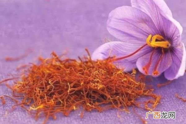 哪类人群不能服用藏红花 喝藏红花有很多好处