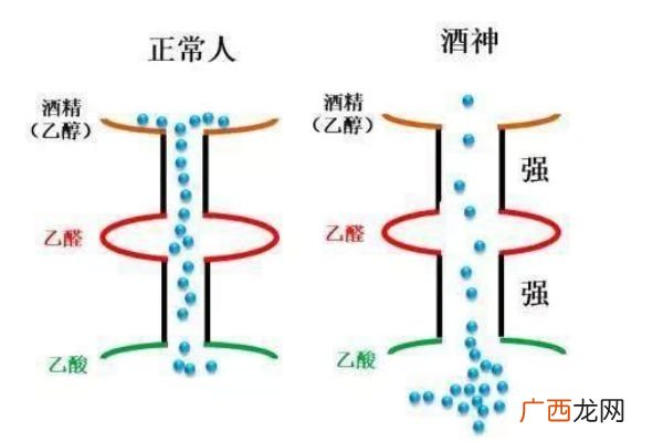 喝酒上脸的人酒量好吗 喝酒上脸好不好
