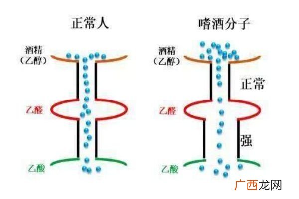 喝酒上脸的人酒量好吗 喝酒上脸好不好