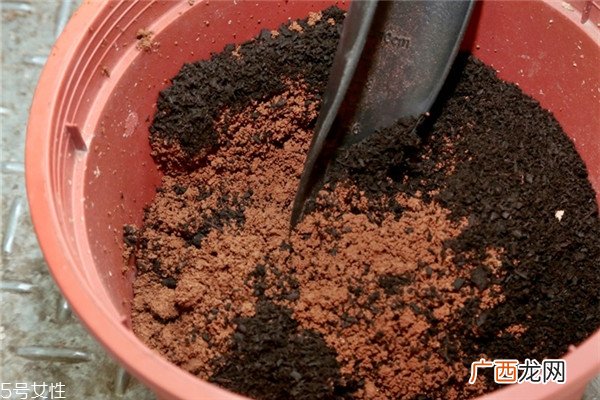 玫瑰花盆栽种植方法 玫瑰花盆栽在家这样养