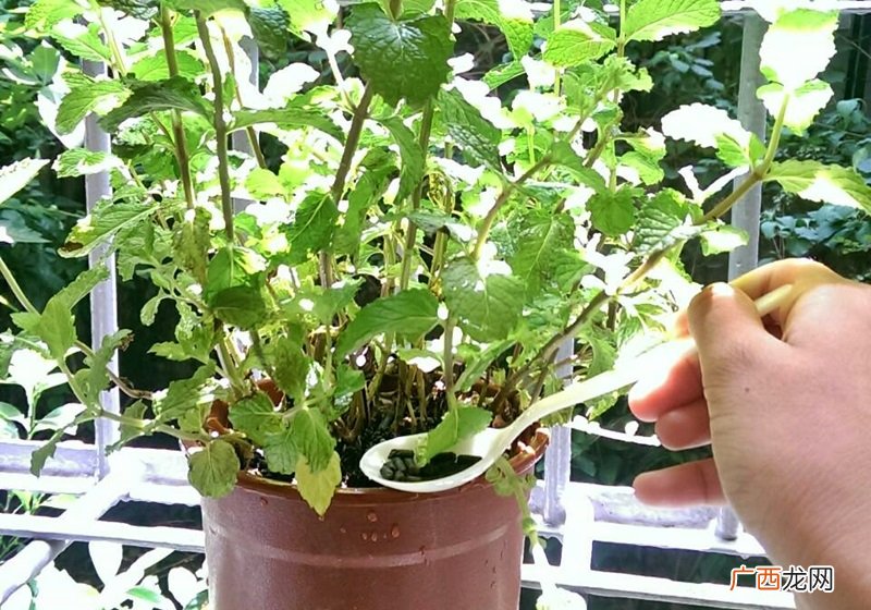 家里种什么植物可以驱蚊虫 这些植物还能入菜