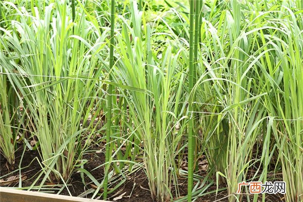 家里种什么植物可以驱蚊虫 这些植物还能入菜