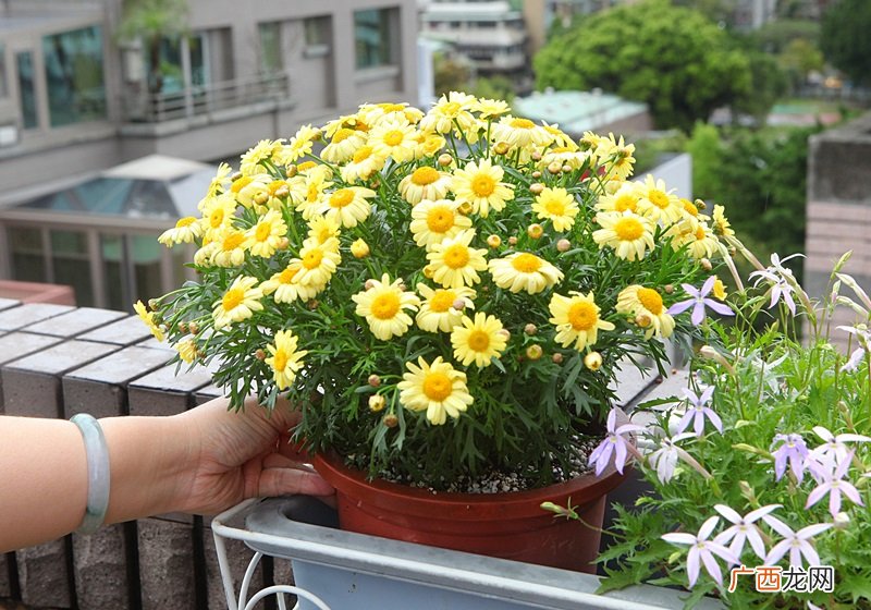 玛格丽特花怎么种养 少女花玛格丽特