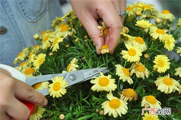 玛格丽特花怎么种养 少女花玛格丽特