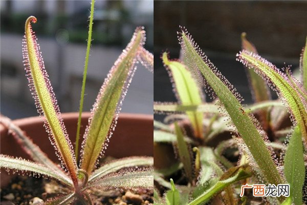 食虫植物有哪些 食虫植物哪些最好养