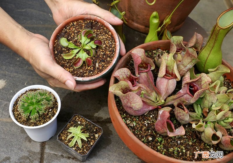 食虫植物有哪些 食虫植物哪些最好养
