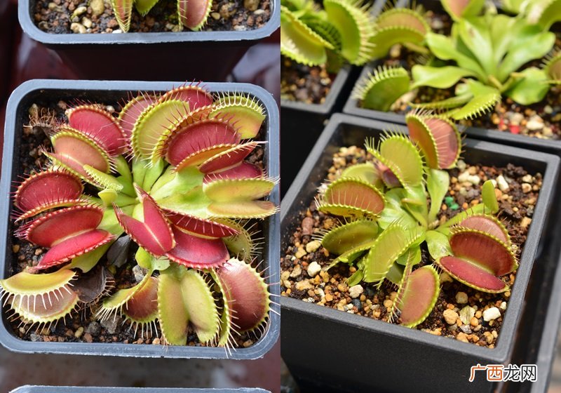 食虫植物有哪些 食虫植物哪些最好养
