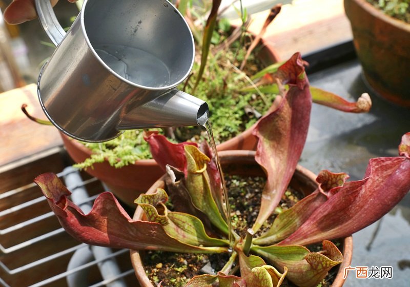 食虫植物有哪些 食虫植物哪些最好养