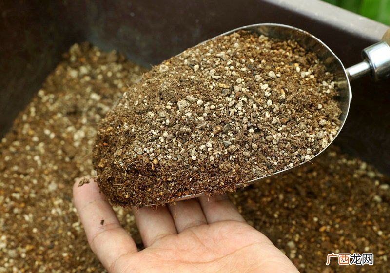 食虫植物有哪些 食虫植物哪些最好养