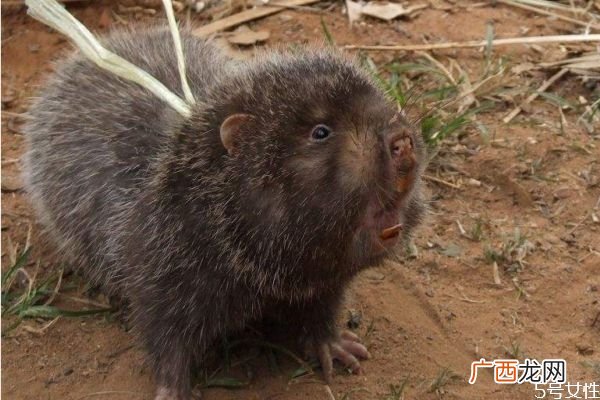 竹鼠幼崽死亡率高该怎么办 公母比例恰当可体高产仔率