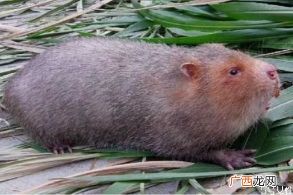 竹鼠幼崽死亡率高该怎么办 公母比例恰当可体高产仔率