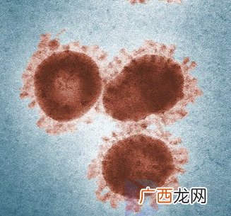 欧洲暴发史上最大规模禽流感 大量禽类被扑杀