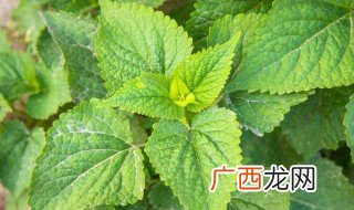 新鲜广藿香正确吃法 新鲜广藿香正确的吃法是什么