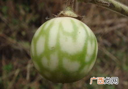 土大黄能洗头发吗 用完头发乌黑发亮